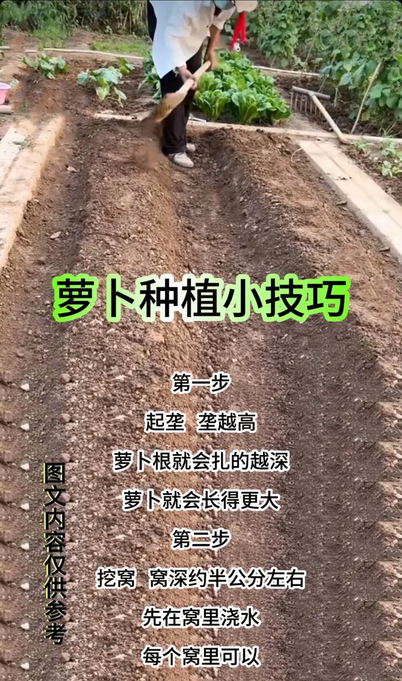 白萝卜高产种植关键技术有哪些?-图2 白萝卜高产种植关键技术有哪些?-图2