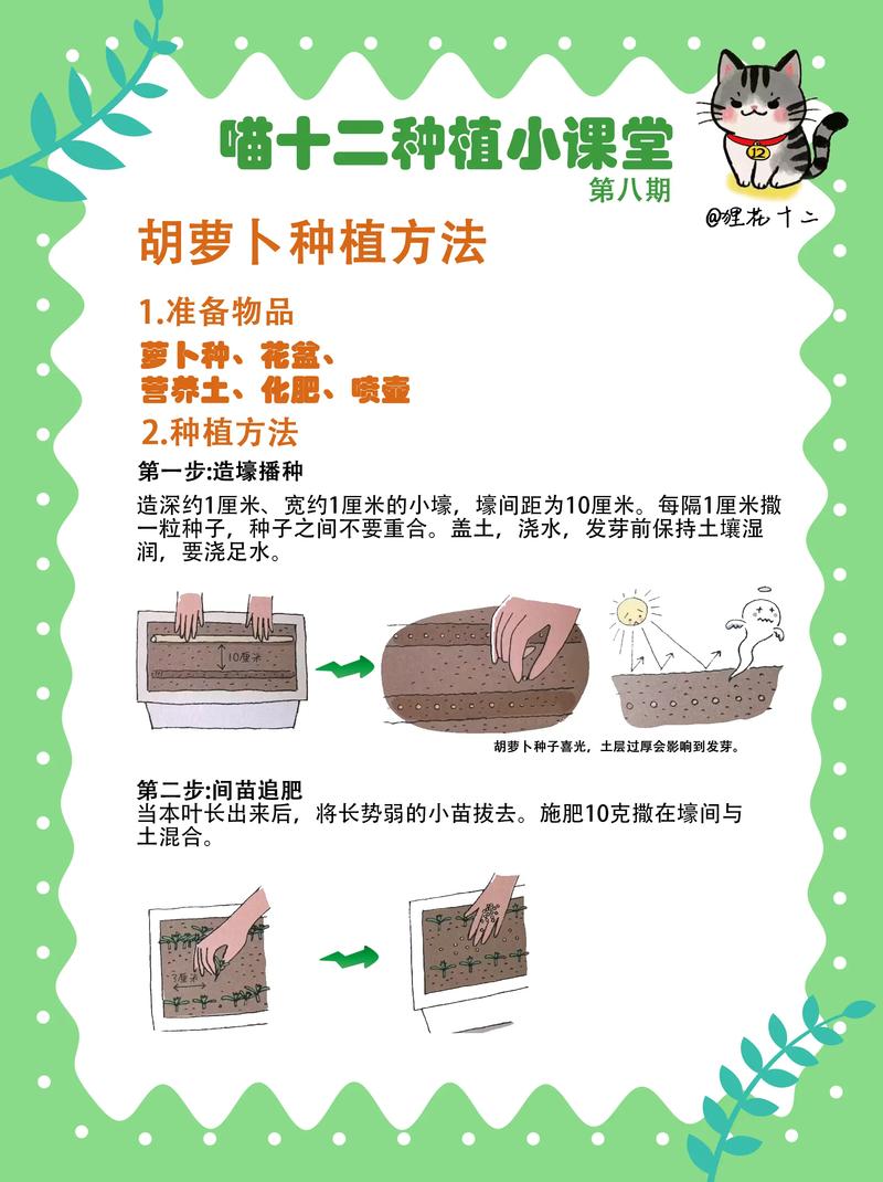 白萝卜高产种植关键技术有哪些?-图1 白萝卜高产种植关键技术有哪些?-图1