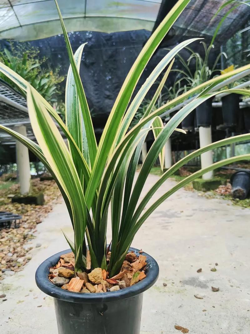 墨兰有哪些优良品种推荐?-图1 墨兰有哪些优良品种推荐?-图1