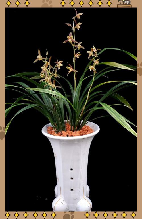 墨兰有哪些优良品种推荐？-图2