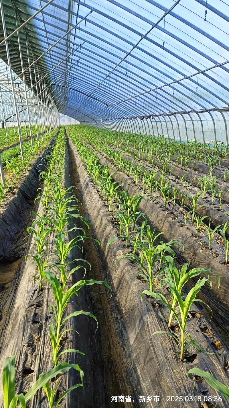 糯玉米种植技术视频要点有哪些？-图1