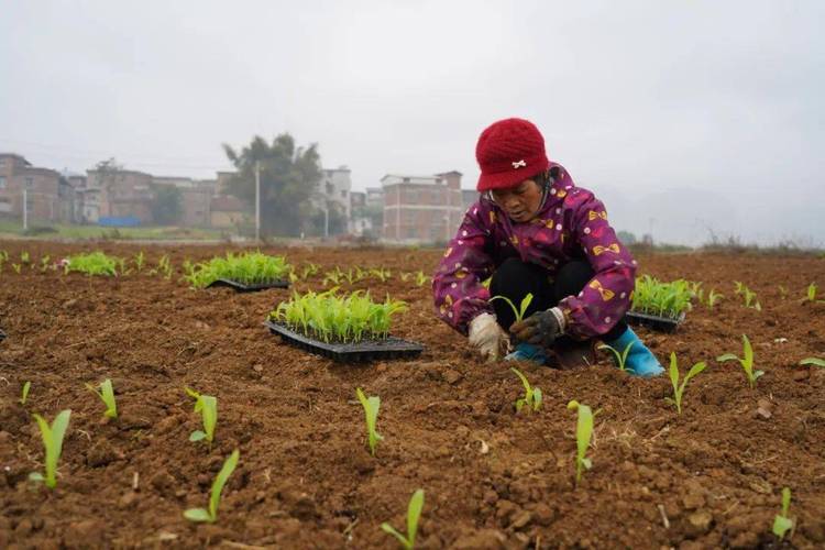 糯玉米种植技术视频要点有哪些？-图3