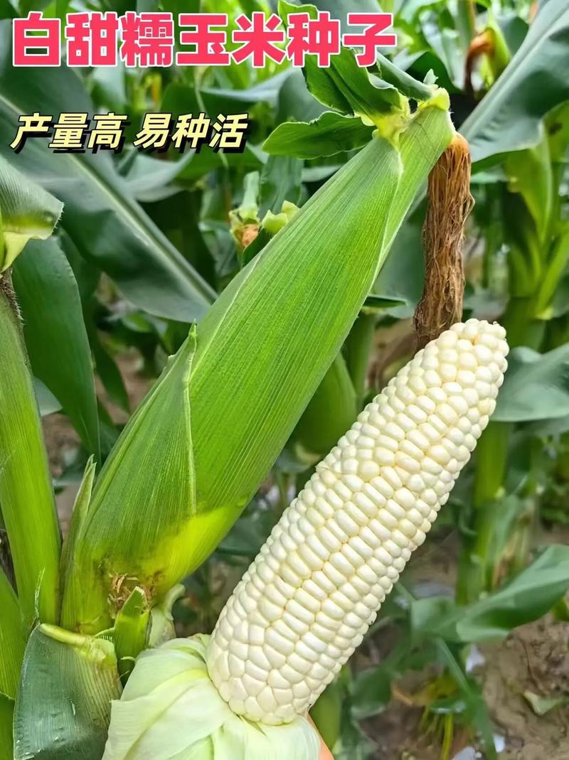 糯玉米种植技术视频要点有哪些？-图2