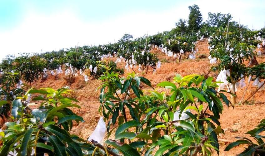 如何实现芒果高产？栽培技术要点有哪些？-图2