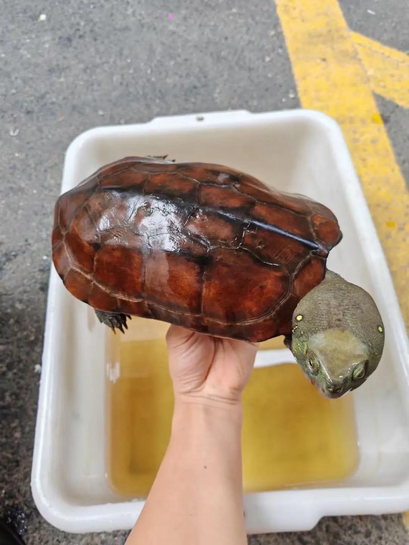 安徽大头草龟养殖技术有哪些关键要点?-图1 安徽大头草龟养殖技术有哪些关键要点?-图1