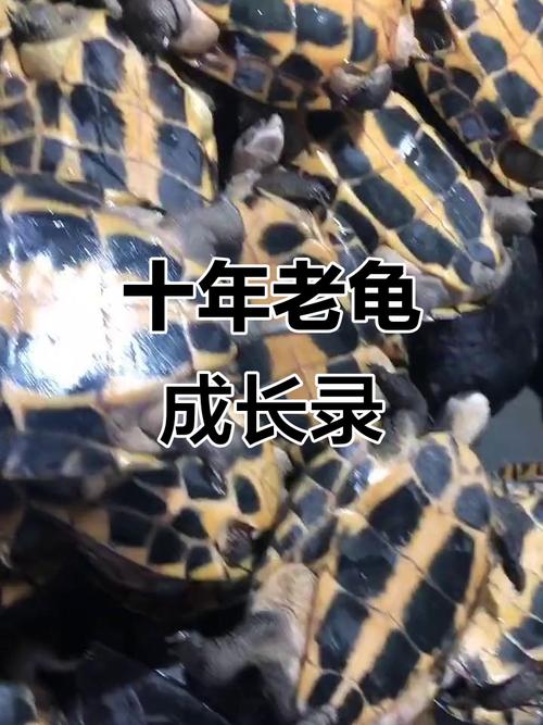 安徽大头草龟养殖技术有哪些关键要点?-图3 安徽大头草龟养殖技术有哪些关键要点?-图3