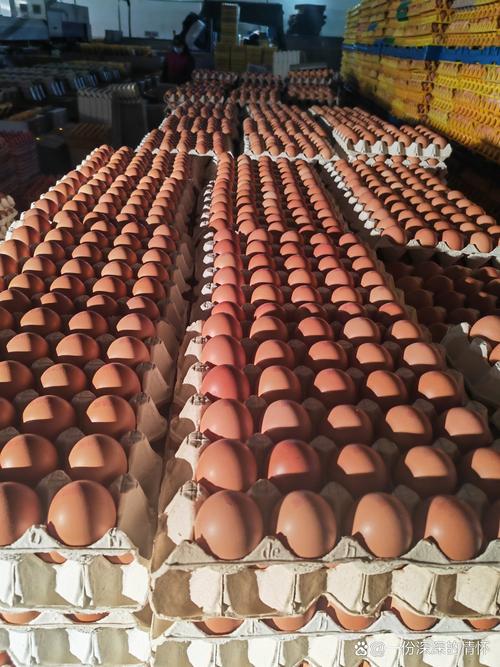 今日河北鸡蛋价格多少钱一斤？-图2