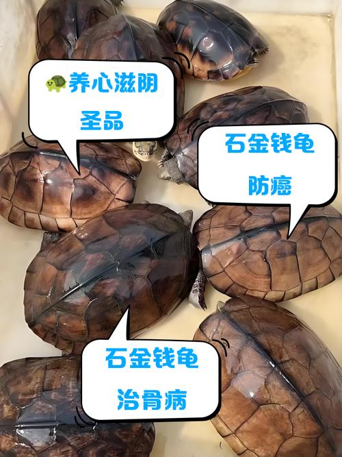 2025石金钱龟苗价格多少钱一只?-图3 2025石金钱龟苗价格多少钱一只?-图3