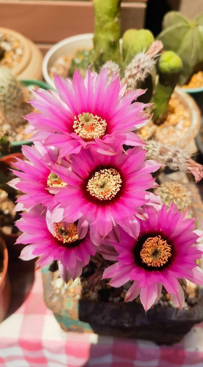 哪些仙人掌品种会开花?-图1 哪些仙人掌品种会开花?-图1