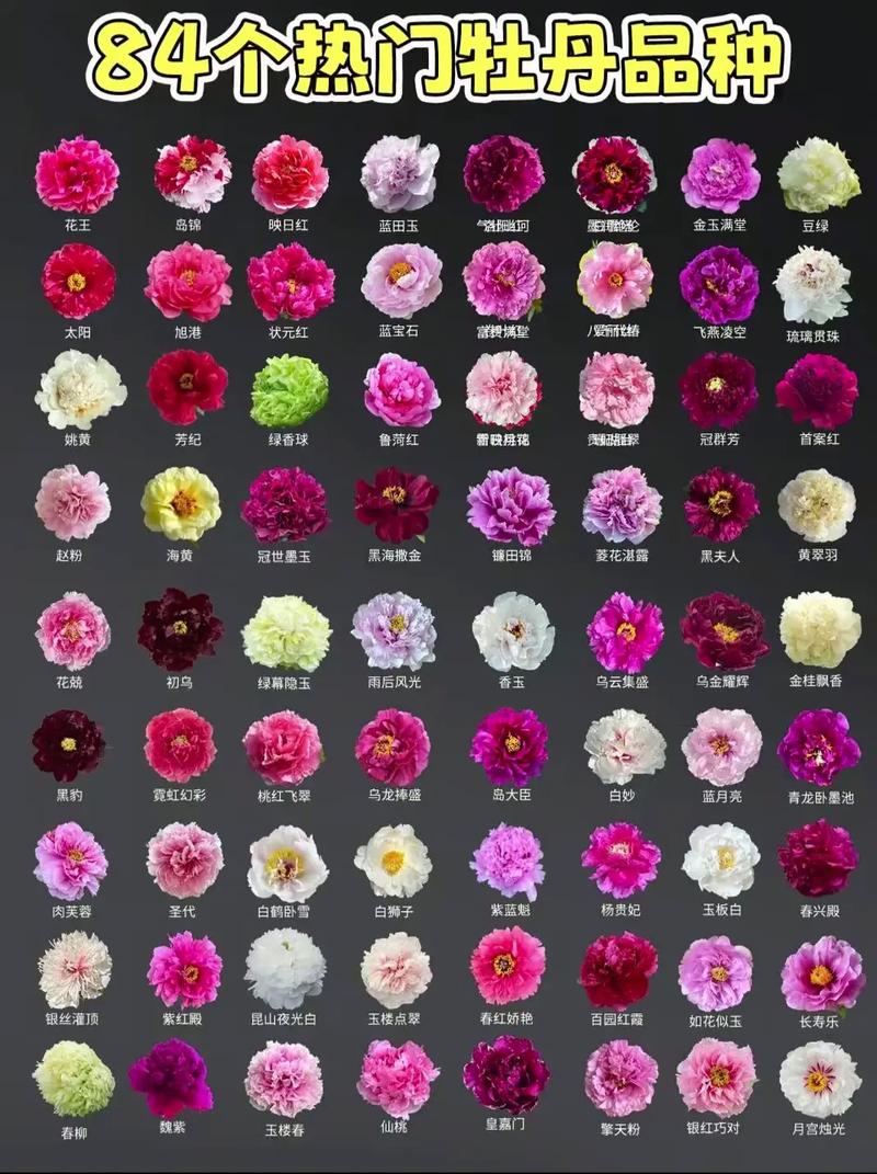 牡丹花品种颜色有哪些？-图1