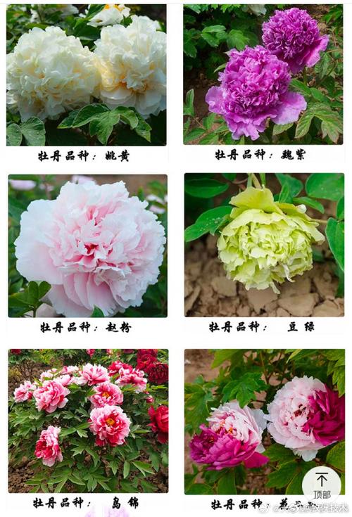 牡丹花品种颜色有哪些？-图3