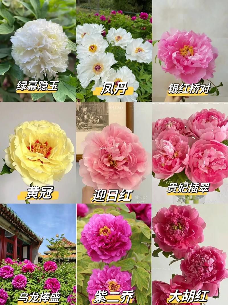 牡丹花品种颜色有哪些？-图2