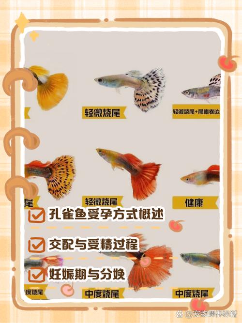 孔雀鱼如何繁殖出优质品种?-图1 孔雀鱼如何繁殖出优质品种?-图1