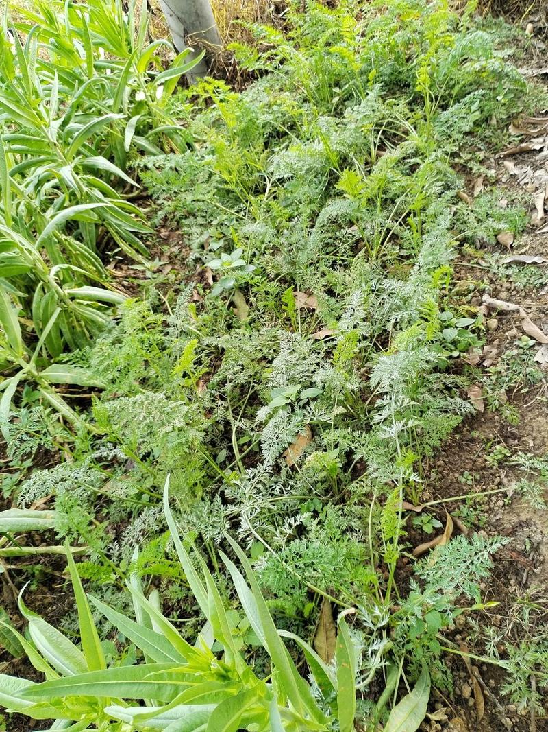 夏季大叶茼蒿怎么种才高产？-图3