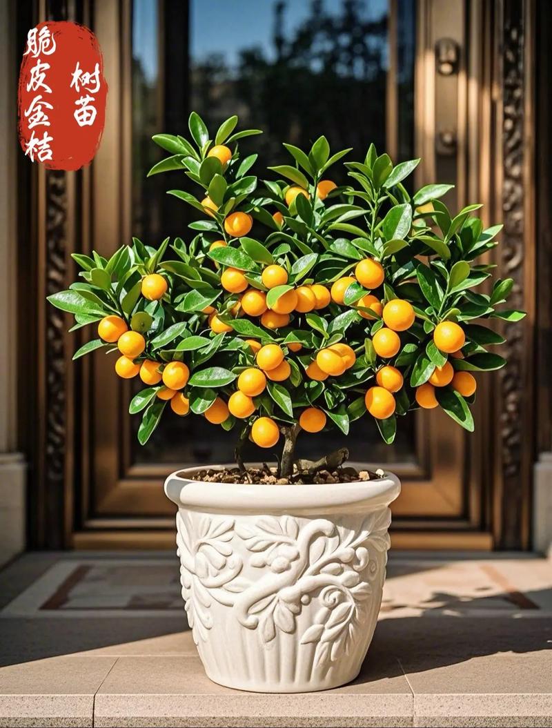 金桔优良品种有哪些？-图1