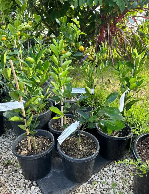 金桔优良品种有哪些？-图2