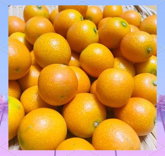 金桔优良品种有哪些？-图3