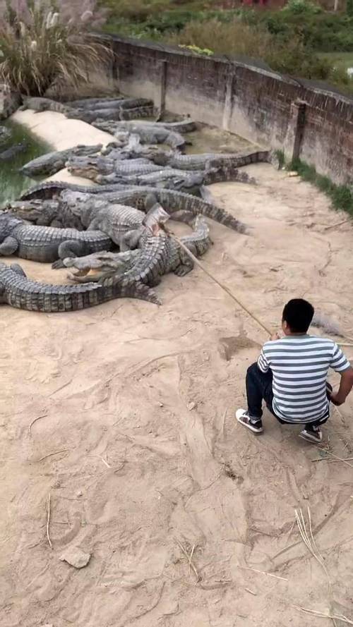 鳄鱼养殖技术哪里学？-图3