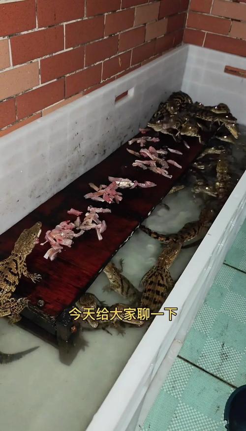 鳄鱼养殖技术哪里学?-图1 鳄鱼养殖技术哪里学?-图1