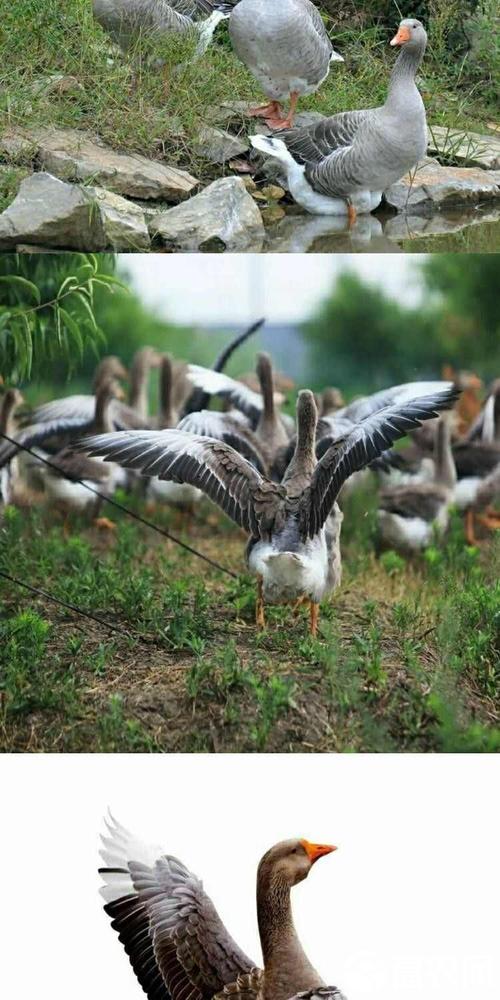 湖南养肉鹅选什么品种好？-图2