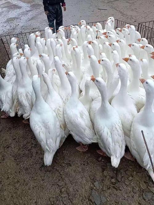 湖南养肉鹅选什么品种好？-图3