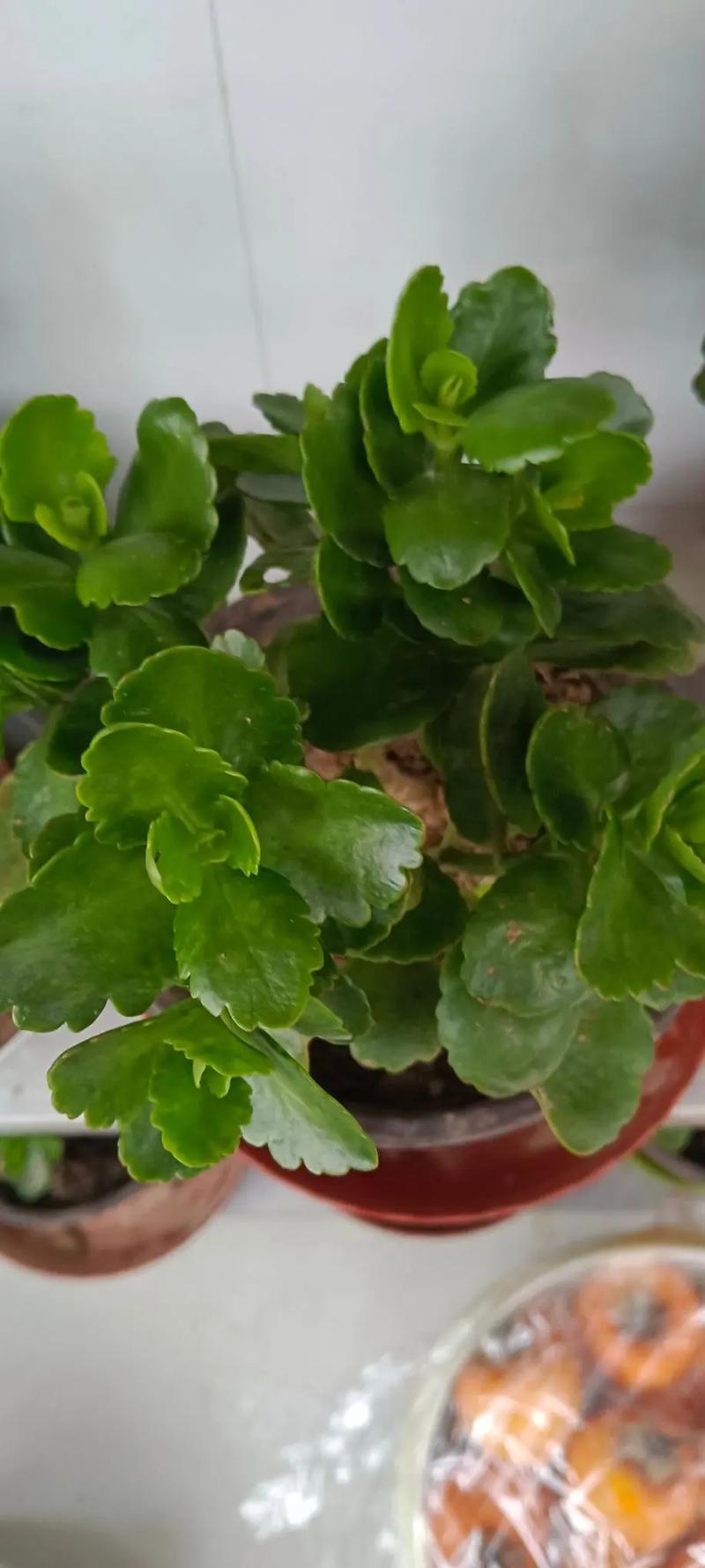 长寿花羽叶品种有哪些?-图3 长寿花羽叶品种有哪些?-图3