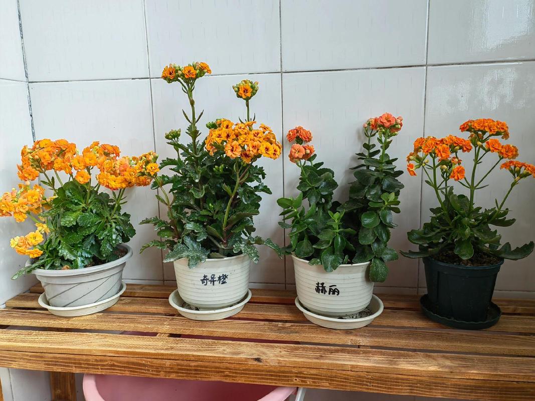 长寿花羽叶品种有哪些?-图2 长寿花羽叶品种有哪些?-图2