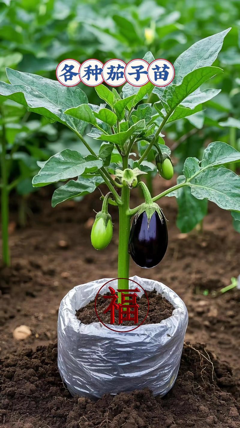 夏季种茄子,关键技术有哪些?-图1 夏季种茄子,关键技术有哪些?-图1