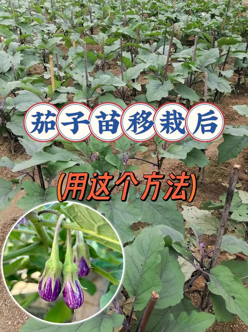 夏季种茄子，关键技术有哪些？-图2