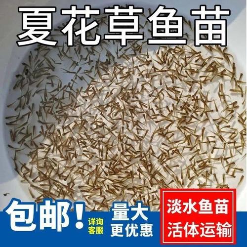 鲢鱼水花鱼苗养殖技术要点有哪些?-图2 鲢鱼水花鱼苗养殖技术要点有哪些?-图2