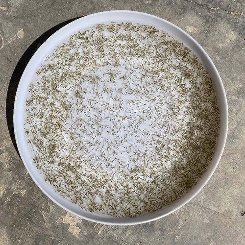 鲢鱼水花鱼苗养殖技术要点有哪些?-图3 鲢鱼水花鱼苗养殖技术要点有哪些?-图3