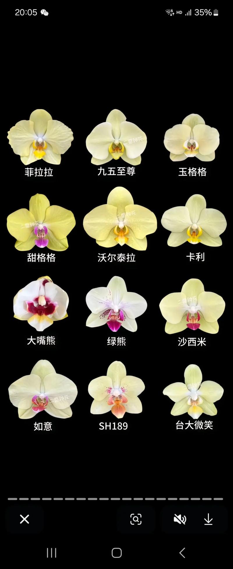 哪种蝴蝶兰品种最具收藏价值？-图2