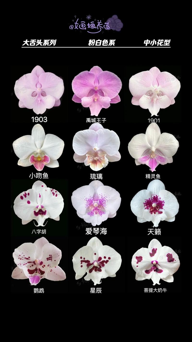 哪种蝴蝶兰品种最具收藏价值？-图3