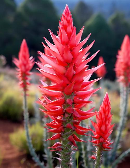 哪些芦荟品种最适合美容用?-图3 哪些芦荟品种最适合美容用?-图3