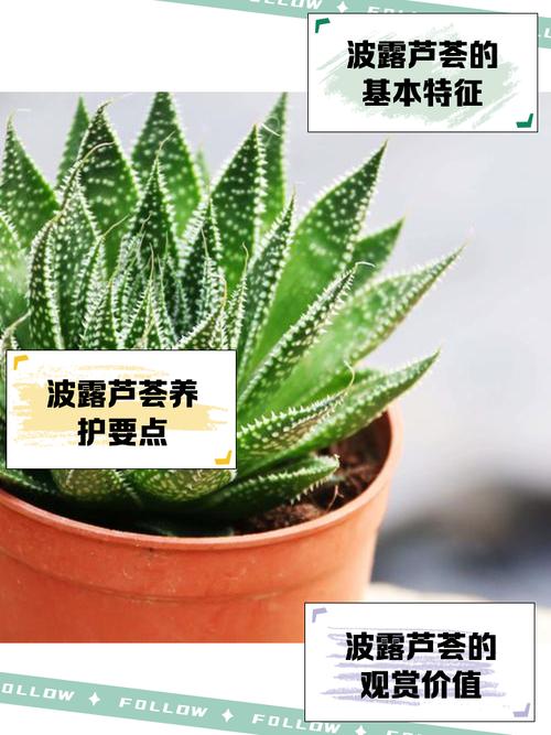 哪些芦荟品种最适合美容用?-图2 哪些芦荟品种最适合美容用?-图2