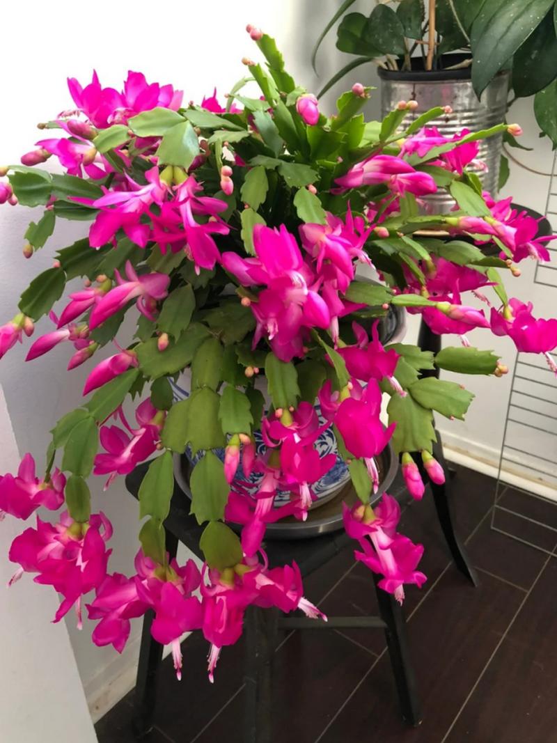 最贵的蟹爪兰品种有多贵?-图2 最贵的蟹爪兰品种有多贵?-图2