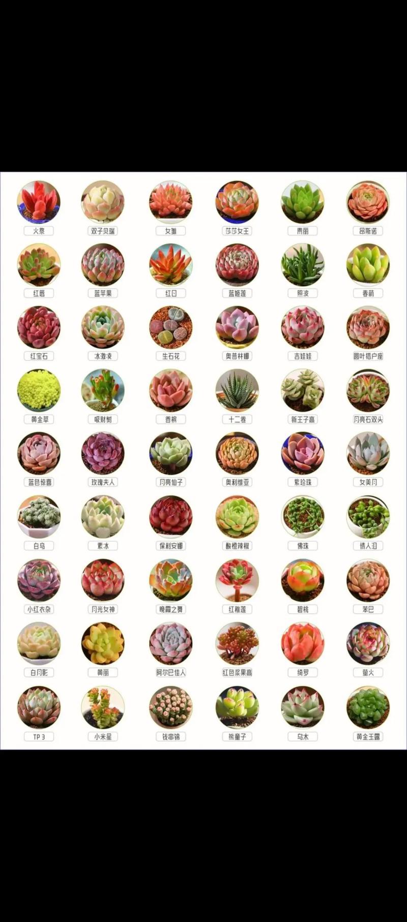大型多肉品种有哪些常见名字？-图1