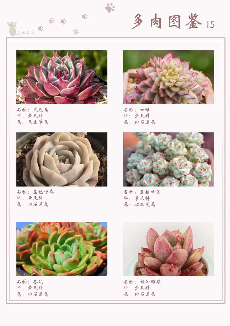 大型多肉品种有哪些常见名字？-图3