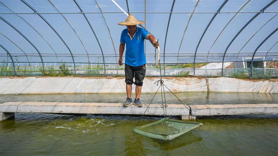 帆布养殖白对虾关键技术是什么?-图1 帆布养殖白对虾关键技术是什么?-图1