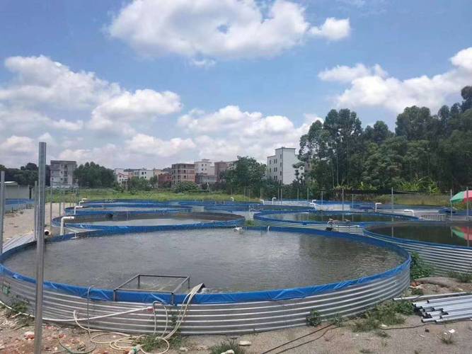 帆布养殖白对虾关键技术是什么?-图3 帆布养殖白对虾关键技术是什么?-图3