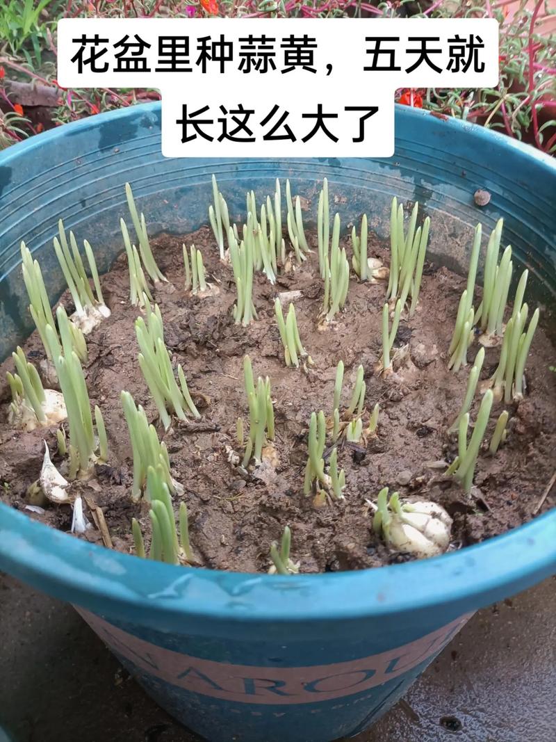 蒜黄种植选什么品种好？-图1