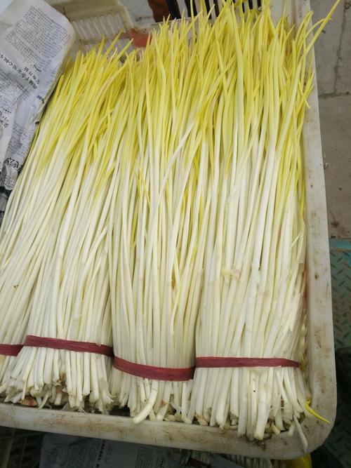 蒜黄种植选什么品种好？-图2