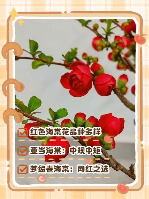 海棠花有哪些常见品种?-图1 海棠花有哪些常见品种?-图1