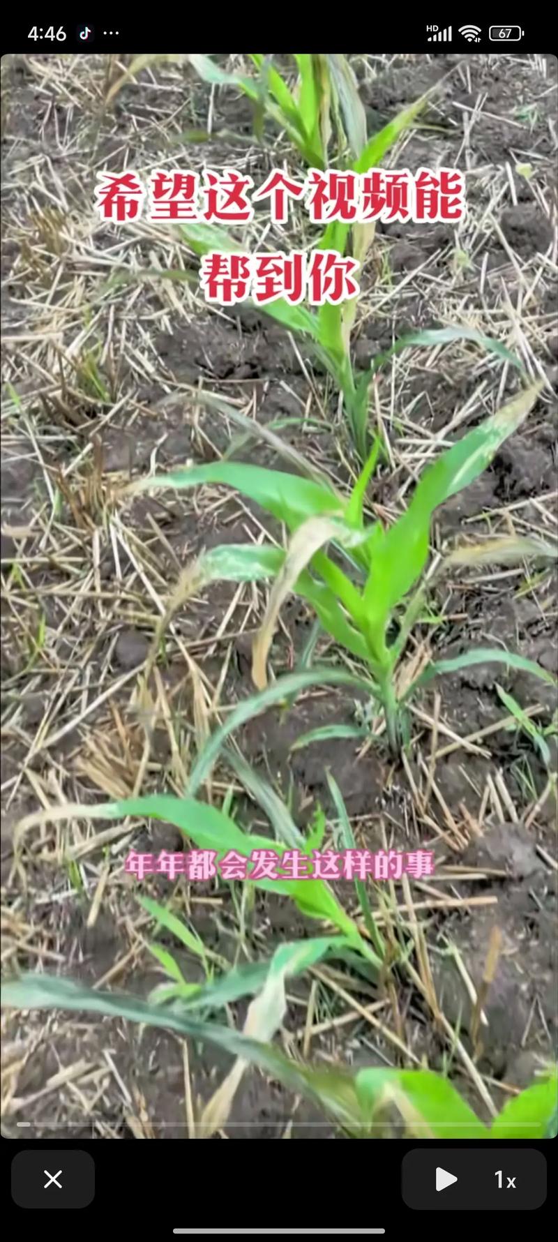 玉米割苗技术真是骗局吗?增产还是减产?-图1 玉米割苗技术真是骗局吗?增产还是减产?-图1