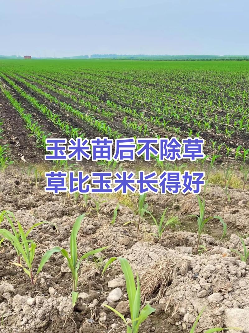 玉米割苗技术真是骗局吗?增产还是减产?-图2 玉米割苗技术真是骗局吗?增产还是减产?-图2