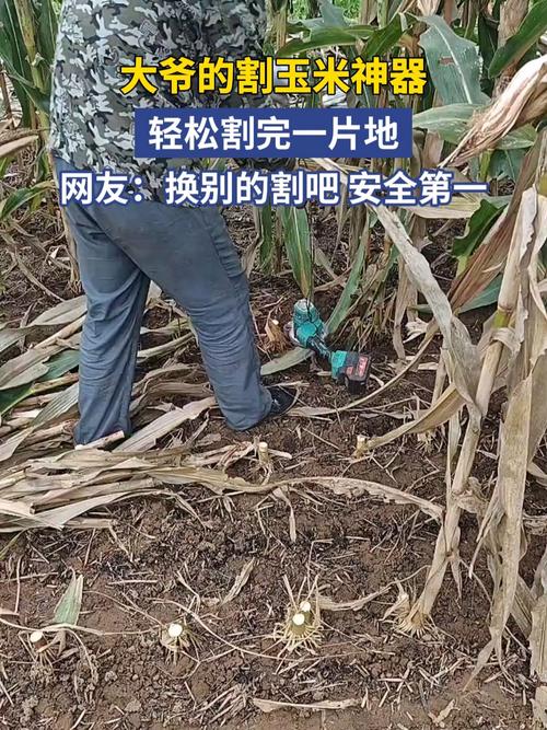 玉米割苗技术真是骗局吗？增产还是减产？-图3