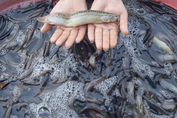 泥鳅全套养殖技术有哪些关键点?-图2 泥鳅全套养殖技术有哪些关键点?-图2