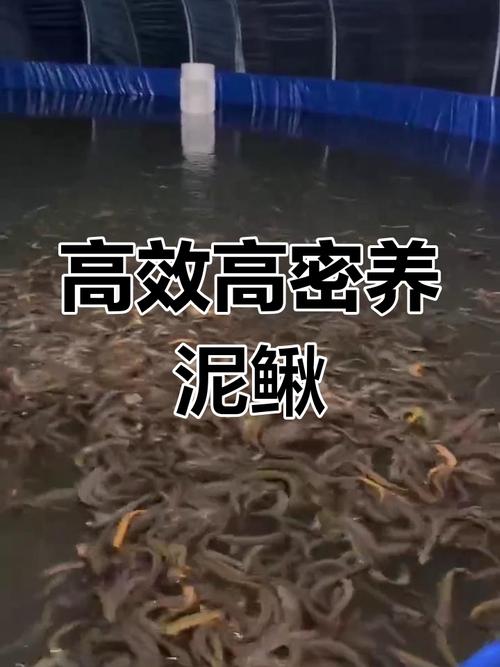 泥鳅全套养殖技术有哪些关键点?-图1 泥鳅全套养殖技术有哪些关键点?-图1