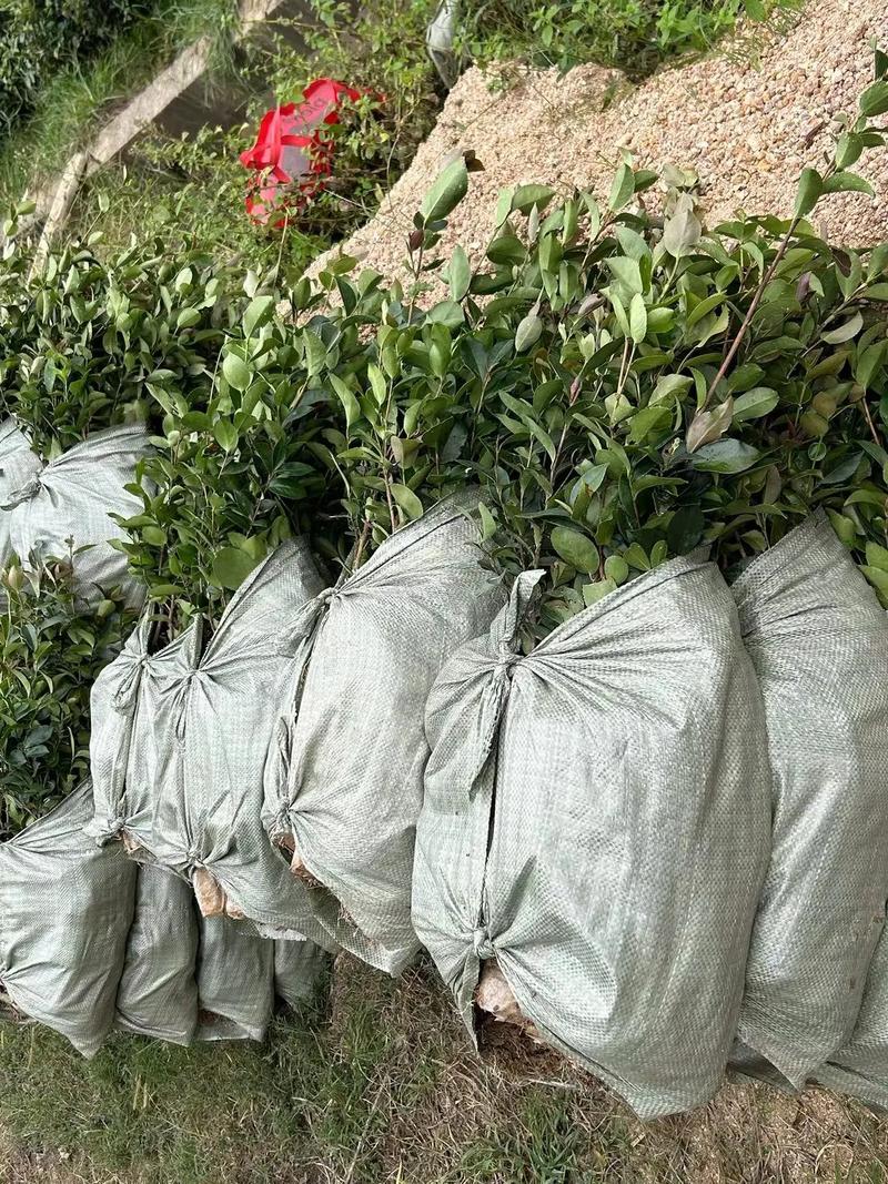 茶籽苗哪个品种口感最佳？-图3