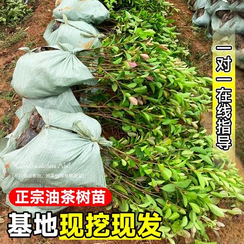 茶籽苗哪个品种口感最佳?-图1 茶籽苗哪个品种口感最佳?-图1